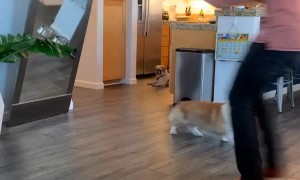 Close Call for Mirror and Corgi