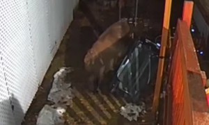 Bear Struggles to Snag Snacks from Trash Can