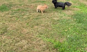 Puppy Runs Out of Power Mid Chase