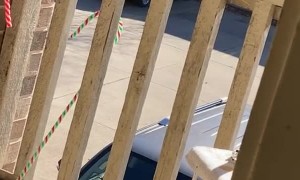 Squirrel Seems Slightly Agitated