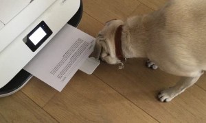 The Dog Really Did Eat my Homework