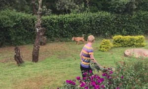 Dog Chasing off a Baboon
