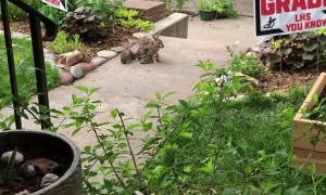 Mama Rabbit Reunited with Her Babies