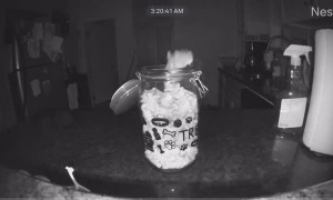 Mouse Takes Dog Treats