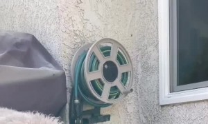 Dog Drinks Water in Curious Way