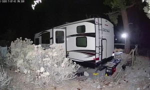 Mountain Lion with Fox in its Mouth
