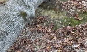 Cut Tree Had Some Water Stored Up