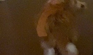 Dog Loses Toy With Mysterious Toss