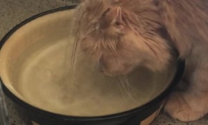 Kitty Has a Shower and a Drink Simultaneously