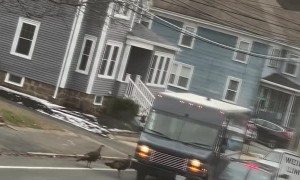 Turkeys Stop Delivery Trucks