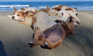Puppies Snoozing on the Sand