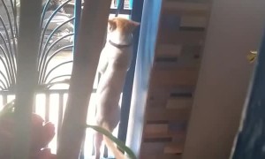 Kuki: The Cat that Got Away