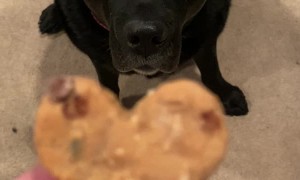 Dog Scarfs Down Important Cookie