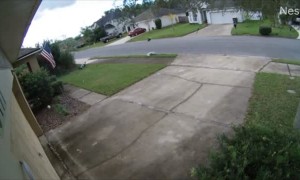 Bird Takes out Mailbox