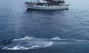 Drone Footage Shows Massive Whale Larger Than This 90 Foot Boat
