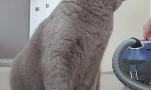 Cat Really Enjoys the Vacuum Cleaner