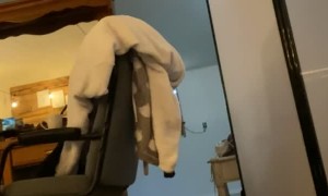 Hound Puppy Copies Owner's Howl