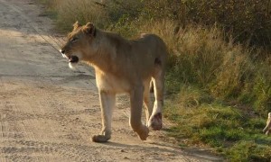 Watch This Lioness Safely Carry Her Young One Across Road