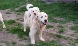 Puppy Hilariously Jumps Onto Golden Retriever's Back