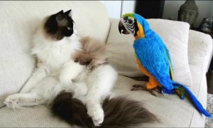 Parrot Wakes Up Sleeping Cat And They Become Instant Friends