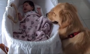 Caring Golden Retriever Consoles Crying Baby
