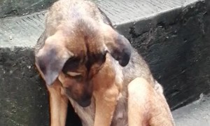 Tired Pup Sleeps on Stairs
