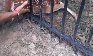 Men Save Fawn Stuck in Metal Fence