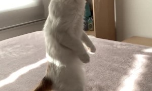 Kitten Standing on Two Legs After Hearing Strange Noise