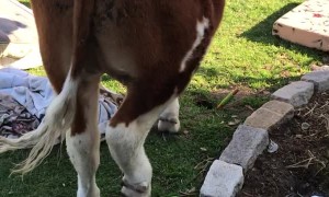 Open Door Encourages Bovine Break-In