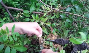 Rescuing a Florida SnakeBird from a Strap Tied to a Branch
