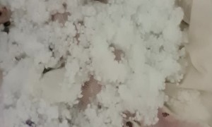 Dog Hides in Stuffing From Destroyed Couch