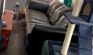 Ivy the Marble Fox Has the Zoomies