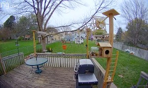 Squirrels Enjoy Spectacular Obstacle Course