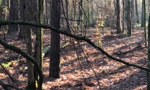 Whitetail Buck Encounter With a Serious Snort