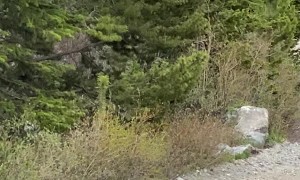 Fox Carrying Huge Rabbit Back To Den