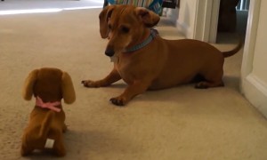 Dachshund Dog's Priceless Reaction To Meeting Look-Alike