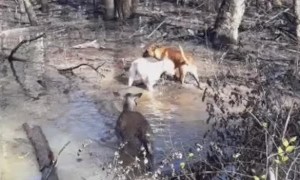 Inquisitive Dogs Have Close Encounter With Wild Deer