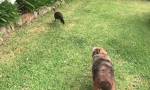 Bush Turkey Wants to Walk His Doggy Friend