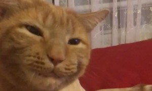 Cat Pretends Like he is Chewing to Communicate