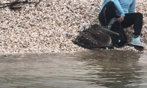 Pelican Freed From Fishing Line Predicament