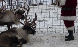 Santa Has Team Meeting About Reindeer Take-Offs