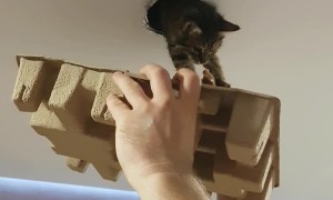 Kitty Gets Back into House Through Ventilation Duct
