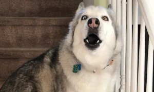 Stubborn Husky Needs Extra Convincing For Walk Time