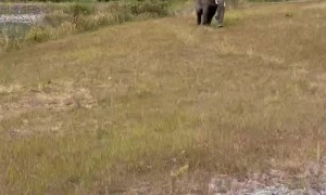 Wild Elephant Charges after Vehicle