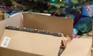 Cat Picks His Favorite Box