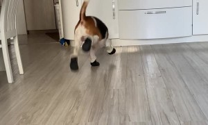 Beagle Is Still Getting Used to New Booties