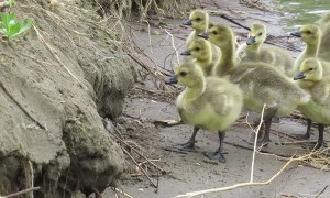 Family of Goslings Work to Climb Small River Bank