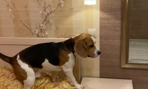 Smart Dog Switches off Lights