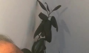 Macaw and Man Have a Screaming Competition