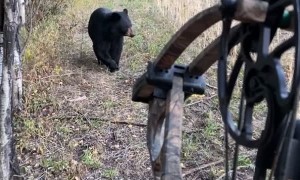 Bear Spooked By Bow Hunter